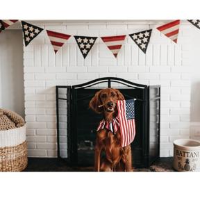 Fireworks, Picnics and Other Fourth of July Traditions can be Great Fun for People; But All of the Festivities can be Frightening and Even Dangerous for Animals